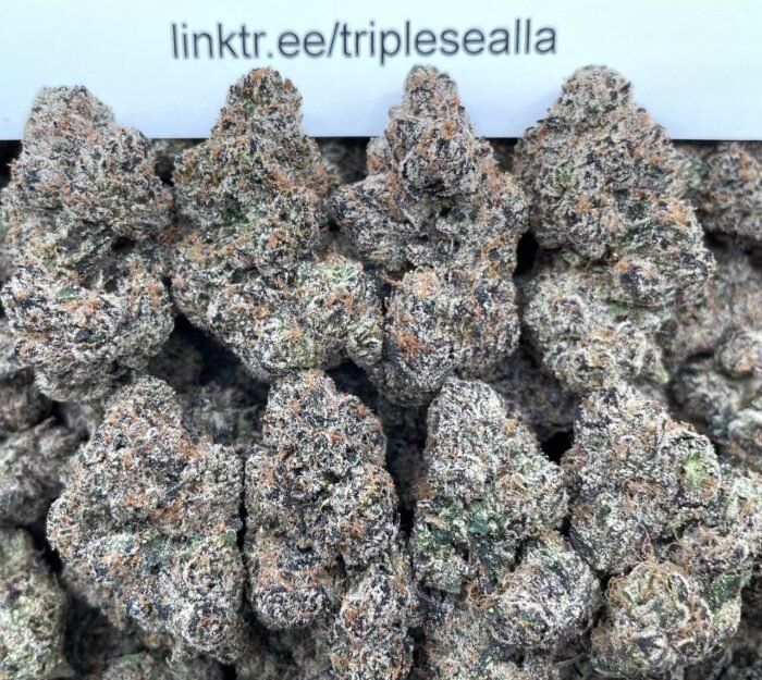 #E6B Lemon Dummy Gelato 🍋