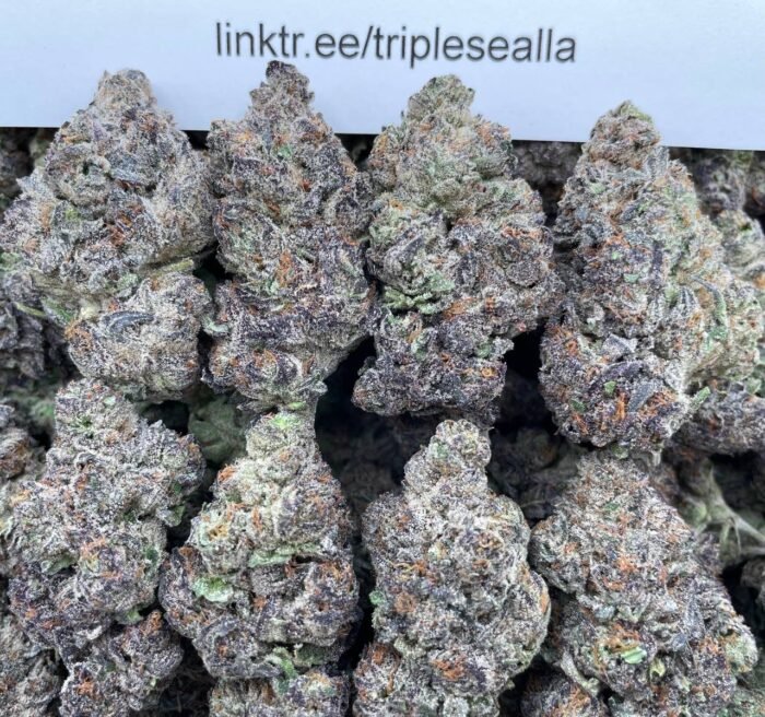 #E37A Holiday Zandy 🍭
