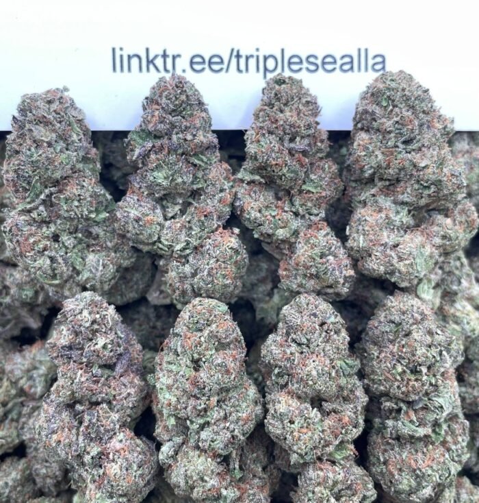 #F39A Candy Jack 🍬