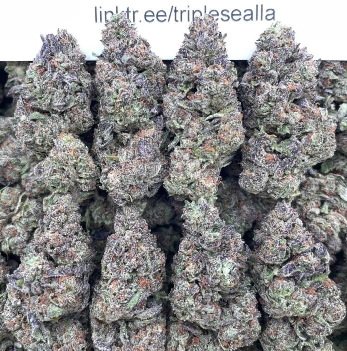 #G6B Frosted Donuts 🍩