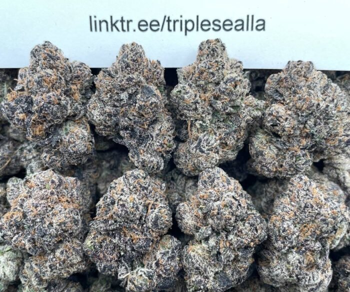 #H2A Bubblegum Zorro 🍬