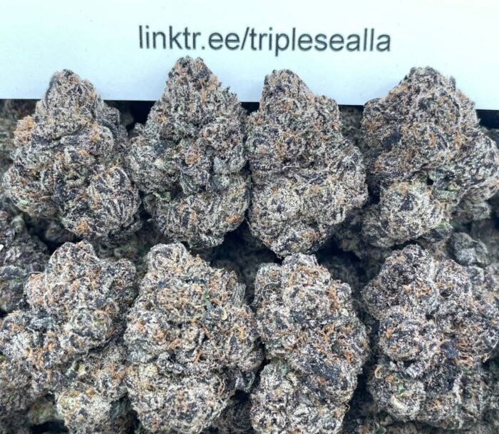 #E28B Zalenciaga 🍭
